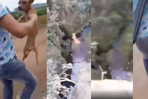 Adolescente lanza desde un puente y dispara a perrito en Michoacán