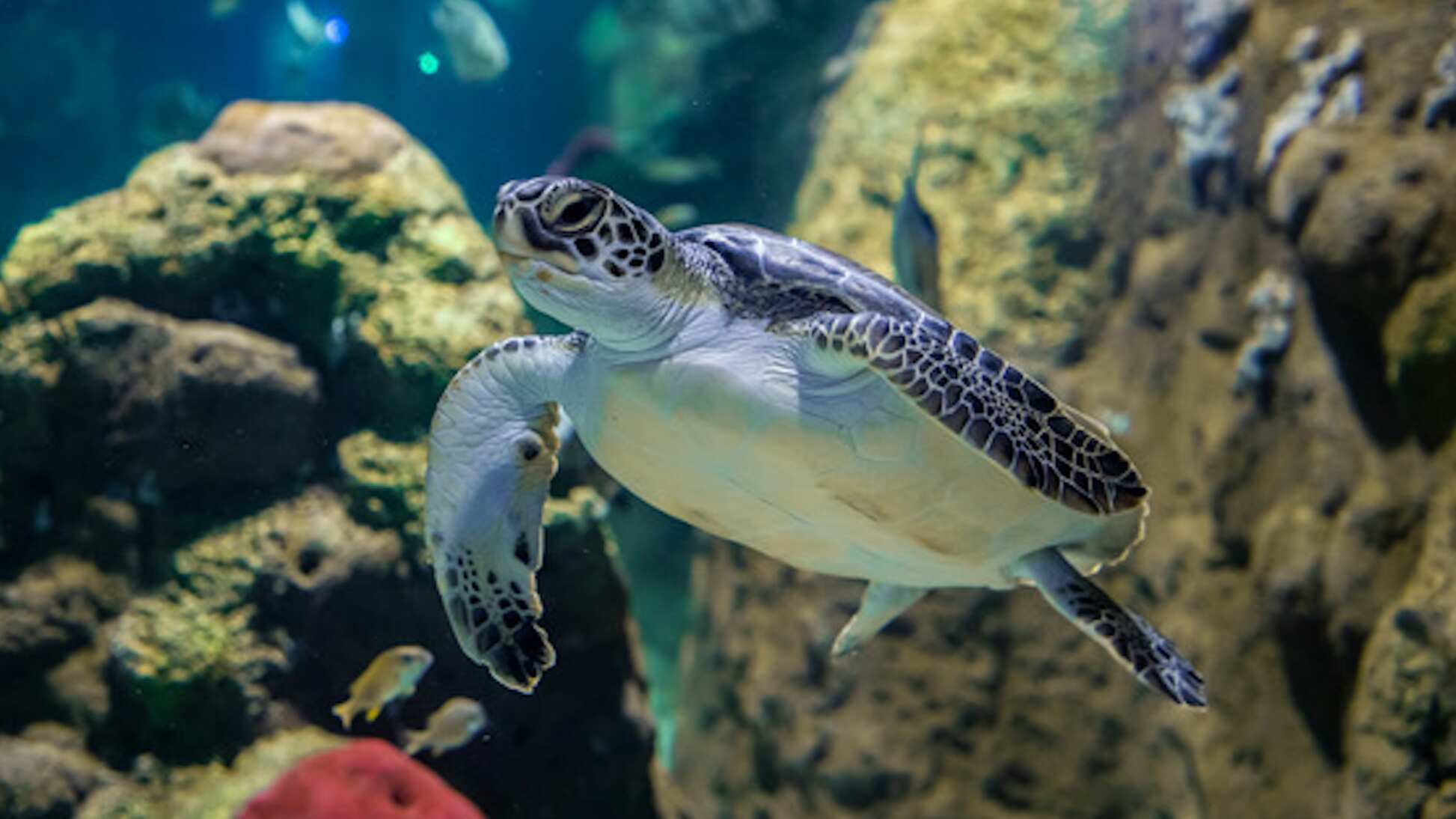 El acuario Michin ha optado por ofrecer más que solo actividades de avistamiento, pues busca renovar la manera de aprender y cuidar del mar a través de la interacción con sus especies.