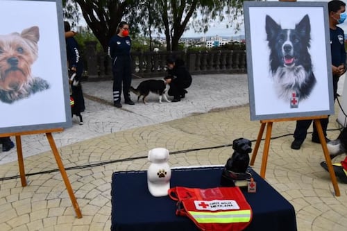 Caso Athos y Tango: Reducen condena al responsable del envenenamiento de los perros rescatistas