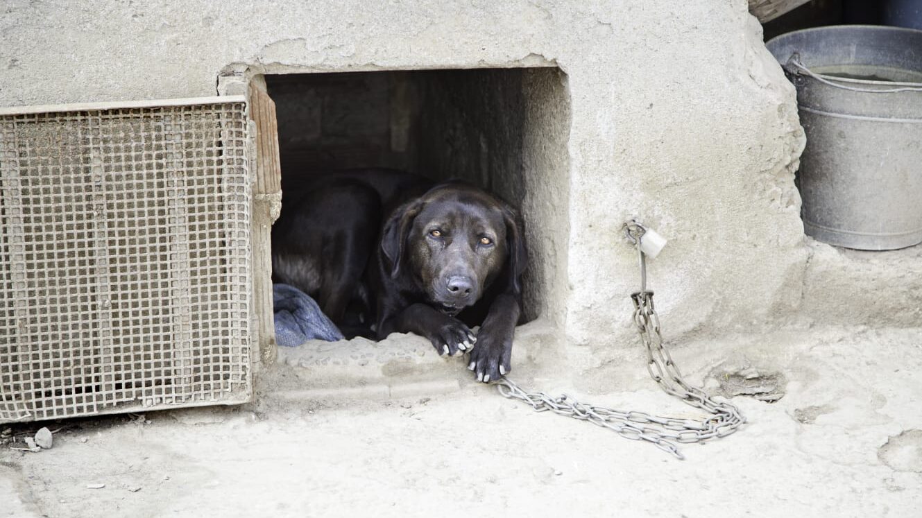 En Nuevo León este 2023 los índices de maltrato animal subieron un 46%, comparados con 2022.