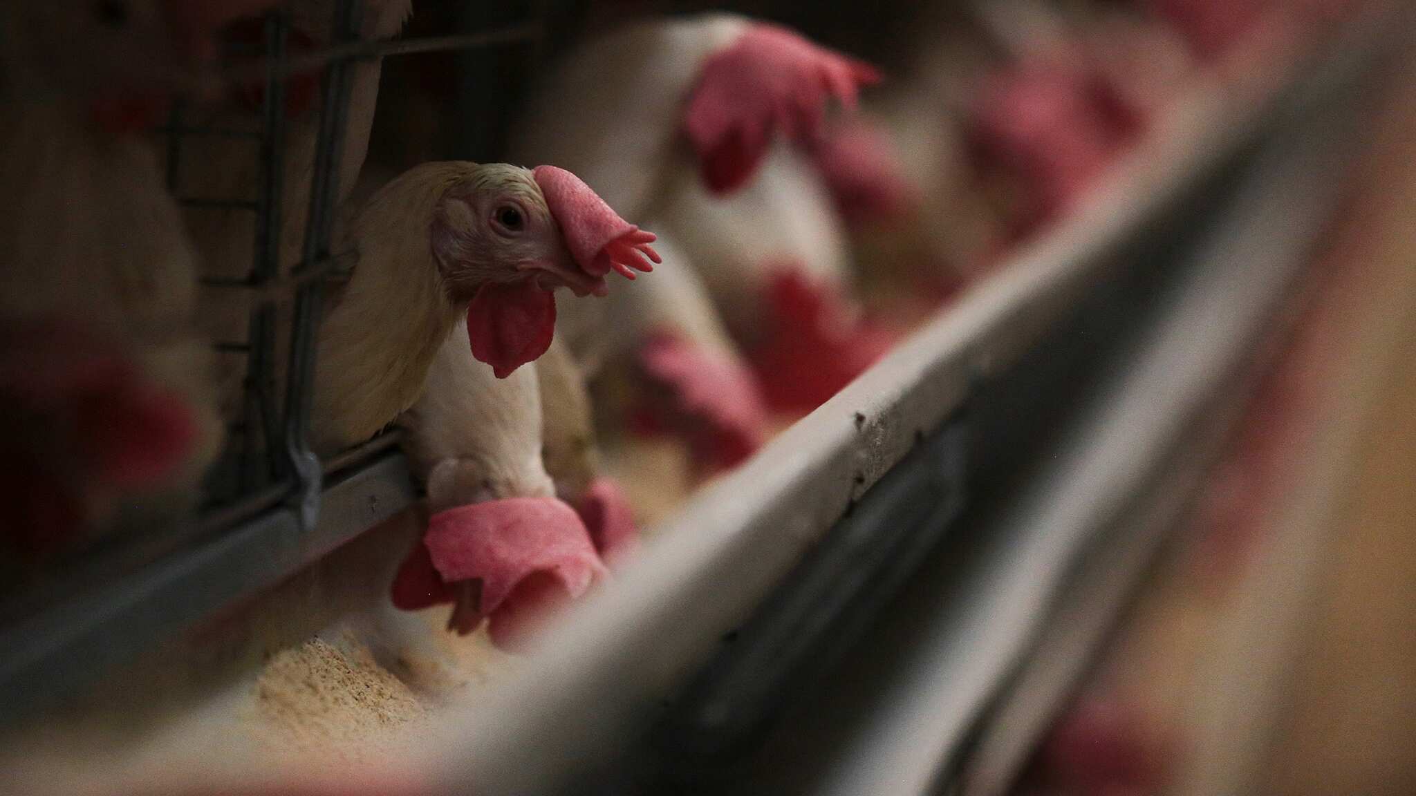 La expansión del virus podría ser devastador para la economía local de la región Altos de Jalisco, principal productor de huevo a nivel nacional.