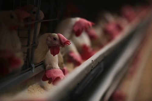 OMS advierte sobre brote de gripe aviar tras muerte de menor en Camboya