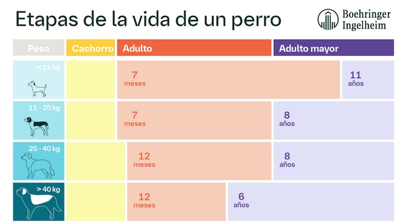 Etapas de vida de un perro