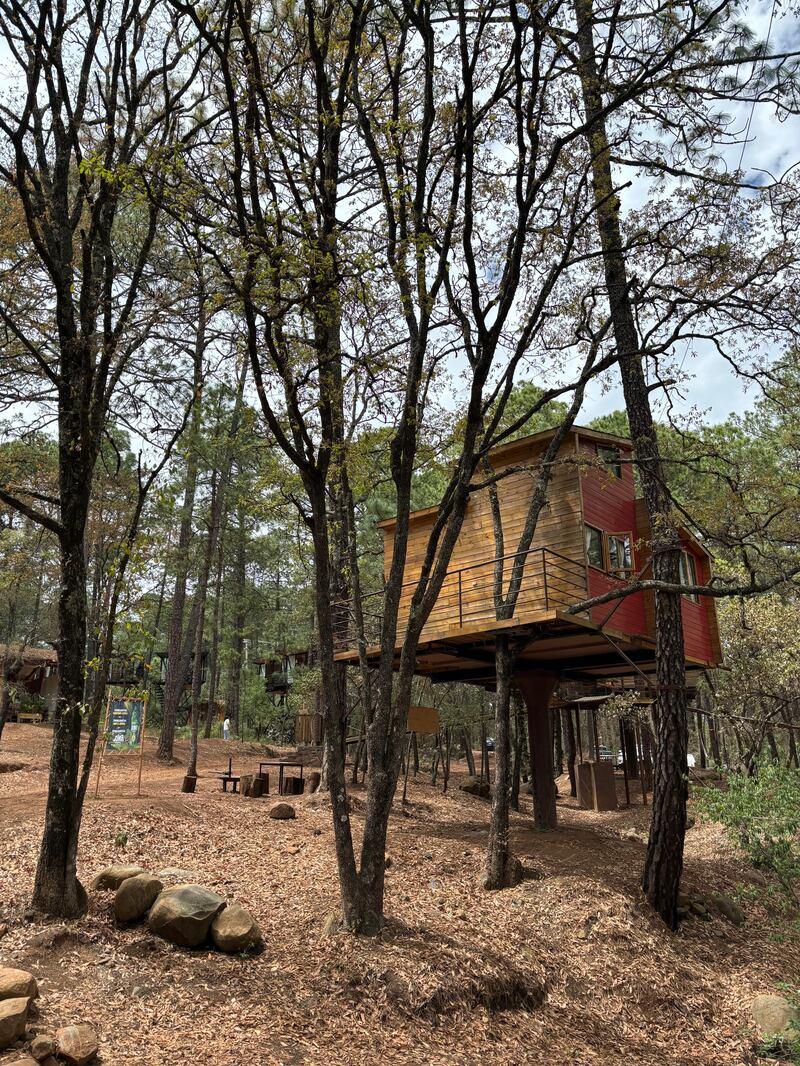 Pasa un día rodeado de la vida silvestre mientras aprendes sobre el cuidado del medio ambiente y la importancia de los arboles en esta experiencia.