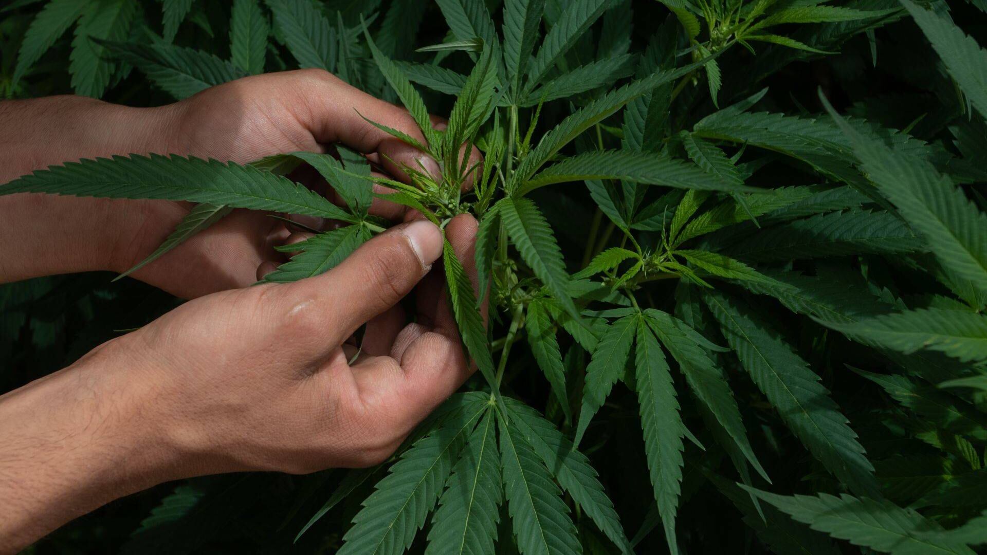 Uso lúdico de la marihuana.