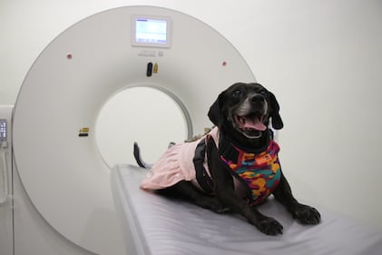 Hospital de Mascotas León 450.