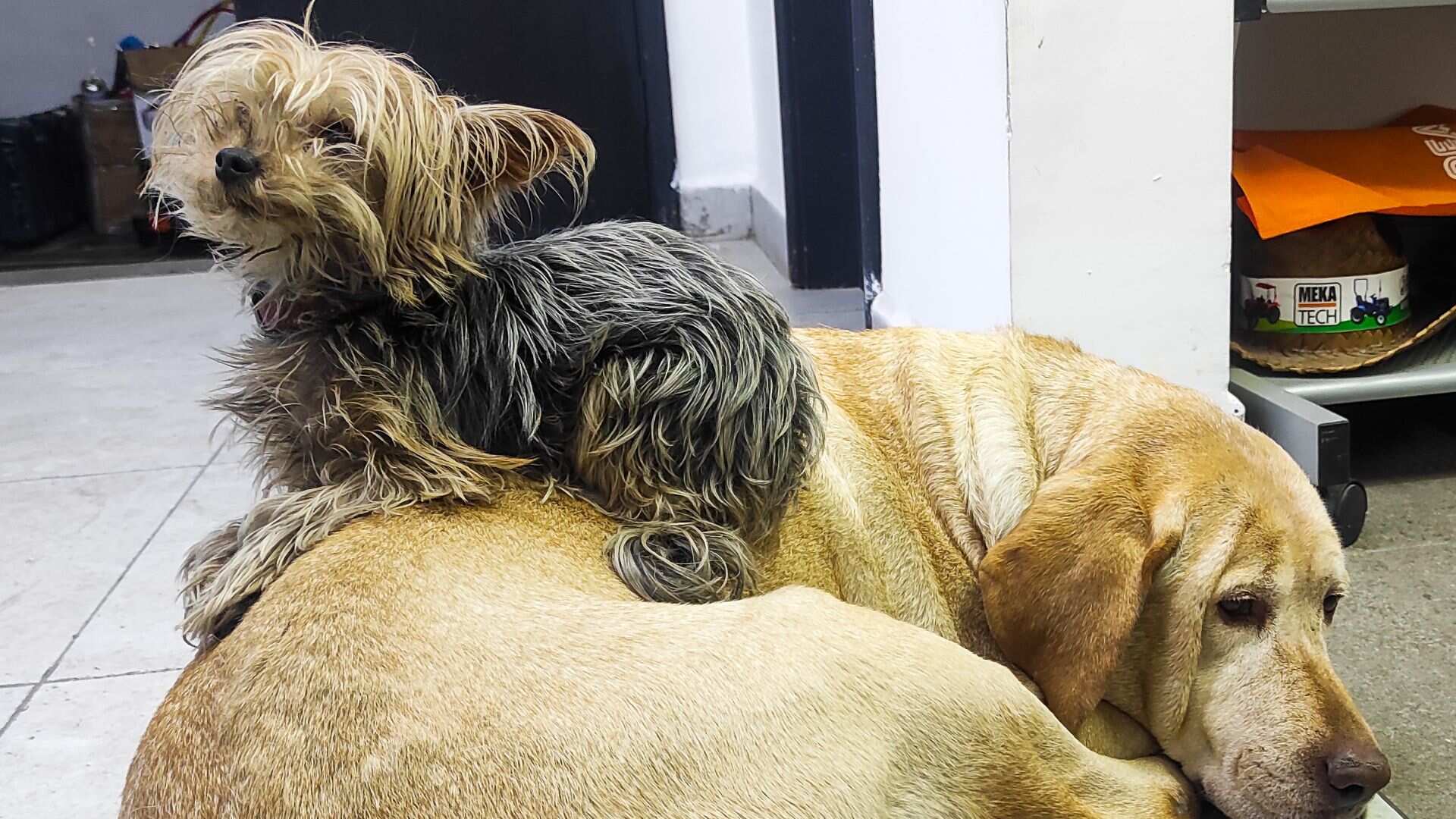 Uber Pet inicia operación en CDMX para transportar michis y lomitos