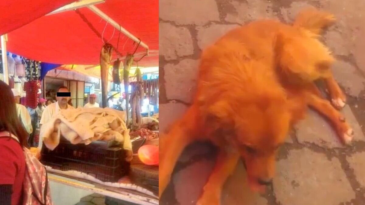 Hasta el momento, no se ha revelado la identidad del carnicero y se desconoce el estado de salud del lomito.