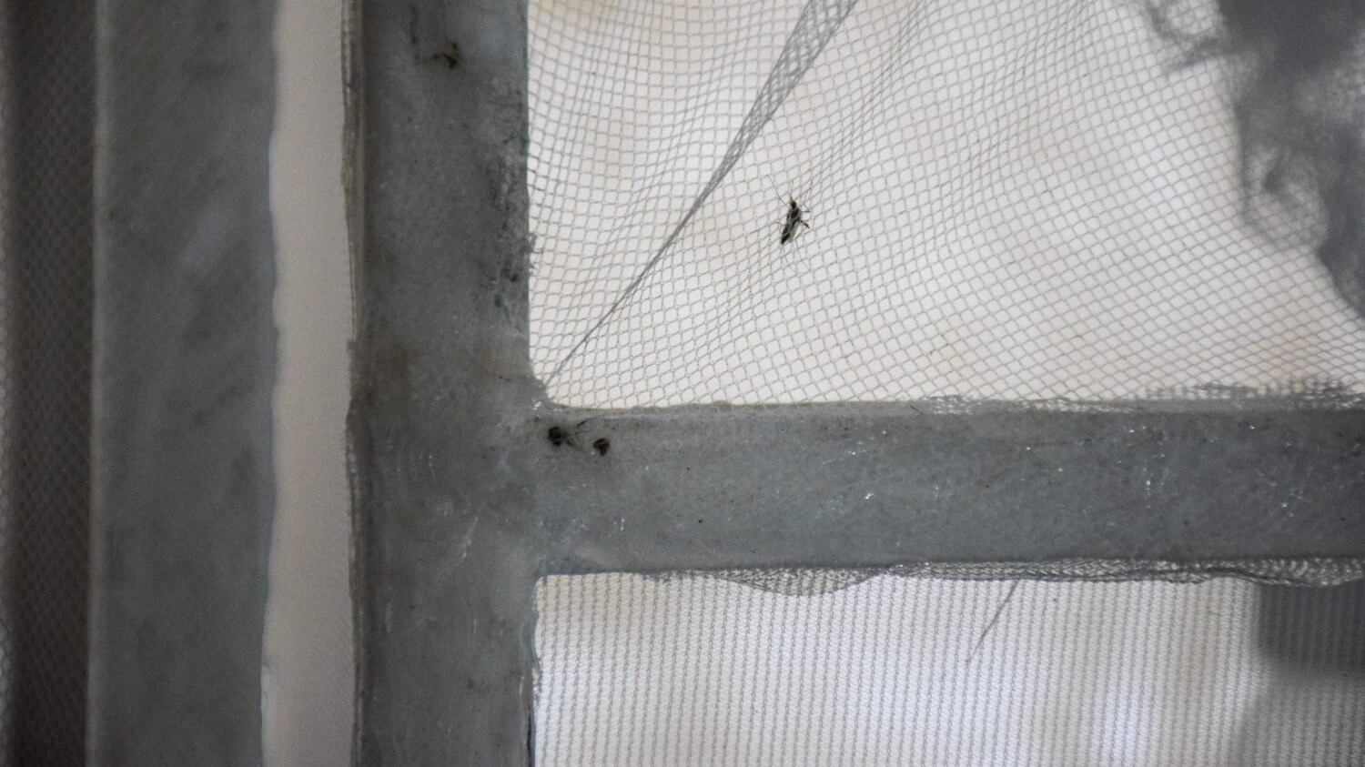 Pese a los esfuerzos por combatir al mosquito en NL los casos de dengue van en aumento.