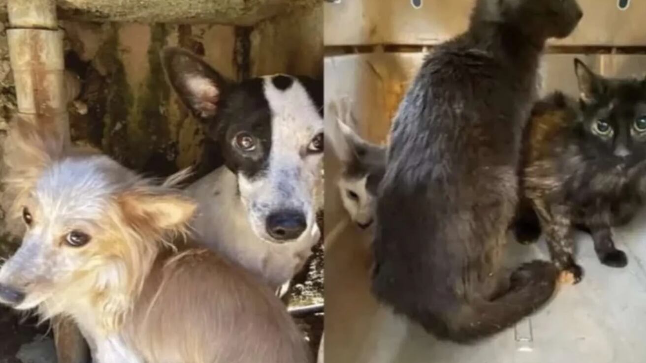 Detienen a mujer por sacrificar a perros y gatos para alargar su vida; los ofrendaba al diablo