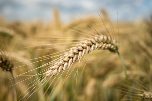 Cosechan las ventajas de la agricultura regenerativa