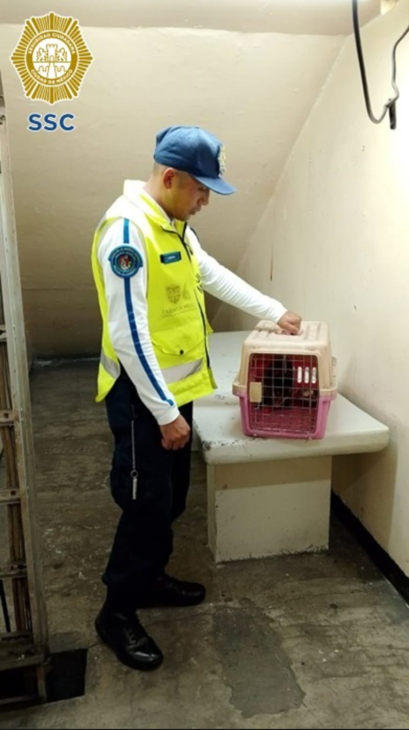 Tlacuache será liberado