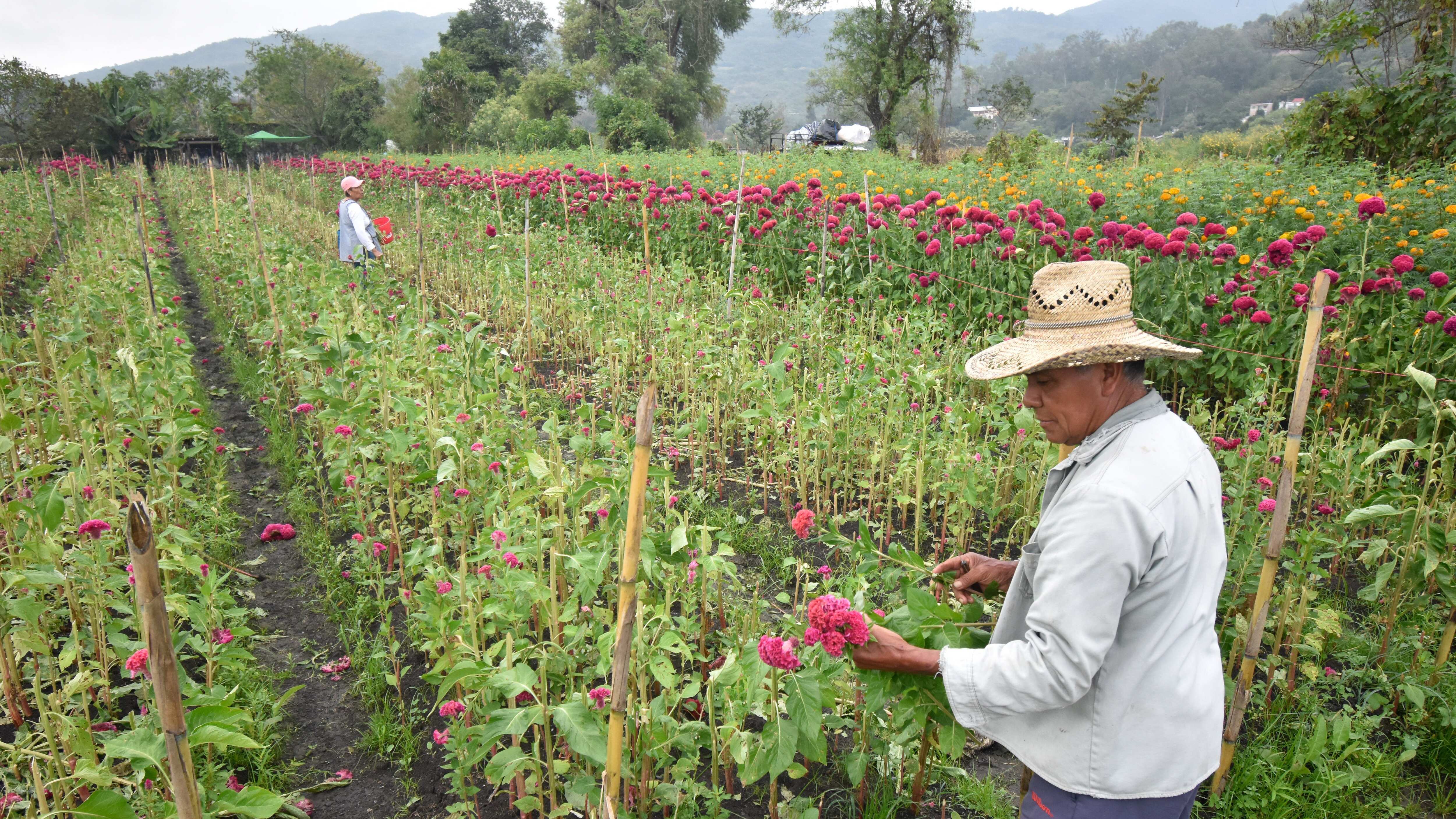 TIXTLA, GUERRERO, 31OCTUBRE2022.- A pesar de que cerca de cien campesinos perdieran su producción floral de este año, debido a las lluvias de la tormenta tropical 'Lester' y a la plaga, productores de este municipio han logrado que los compradores mayoristas les paguen a "buen precio" sus flores.
Desde muy temprana hora, los campesinos tixtlecos comenzaron a cortar flores de terciopelo, cempasúchil, nube, gladiolas, entre otras, para poder ofertar y entregar los pedidos que ya tenían pactados. Este año, señalaron, lograron que los compradores les paguen de 120 hasta 150 pesos cada manojo de flores, "en años pasados nos regatean, la hemos vendido hasta en 60 pesos, pero este año todo ha subido y la gente lo ha entendido, casi no nos han pedido rebaja, yo ya pacté mi flor en 140, otros la dan en 150 o más barata, ya depende de cada quien, pero hasta ahorita no nos han pedido más barato". "Llevo doce años viniendo a comprar flores, voy hasta Dos Caminos, tal vez este un poco caro el precio pero se entiende porque todo ha subido, desde la gasolina, es justo el precio, en los mercados encuentras el rollo hasta en 250 o 300, se le gana, ya tengo mis clientes y casi casi ya solo voy a llegar a entregar", dijo don Carlos, quien ya estaba cargando su camioneta de flores.
FOTO: DASSAEV TÉLLEZ ADAME/CUARTOSCURO.COM