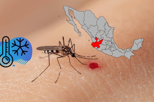 Advierten que el dengue pueda repuntar en Jalisco en invierno; el mosquito resiste hasta 0°C