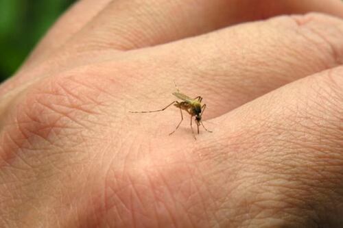 Casos de dengue aumentan en cinco estados de la República