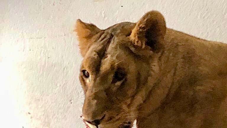 Animales rescatados de Santuario Black Jaguar. Foto: Sedema