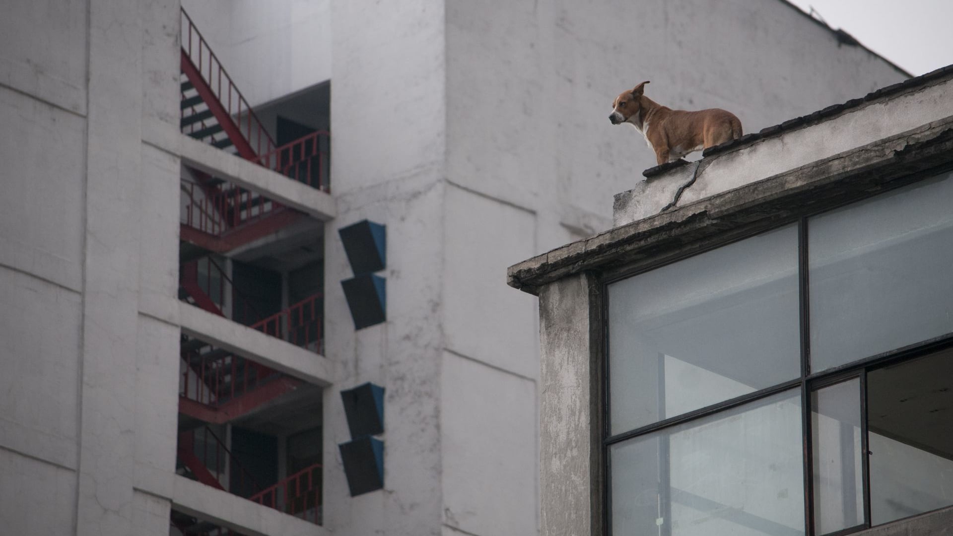 La falta de comida, agua y de un lugar para resguardarse son las principales denuncias de maltrato animal en la CDMX.
