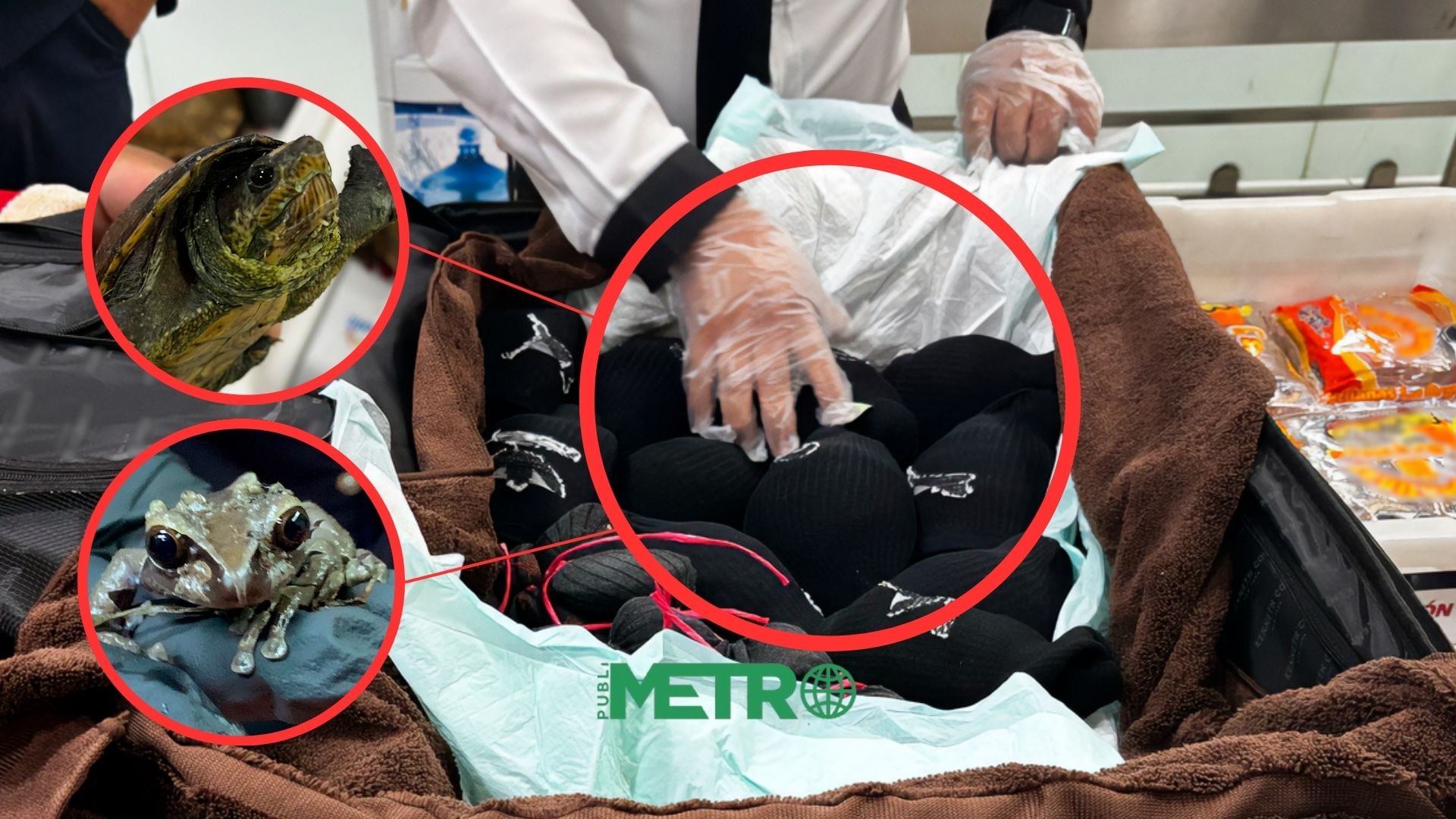 Animales en calcetines: Detienen envío de más de 100 tortugas y ranas vivas del AICM a Japón
