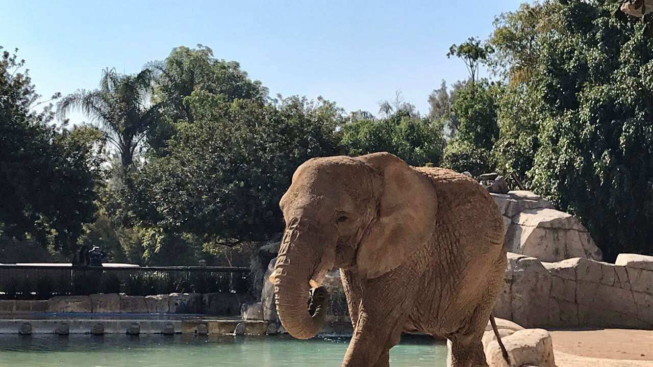 Ely, elefanta africana del Zoológico de San Juan de Aragón.