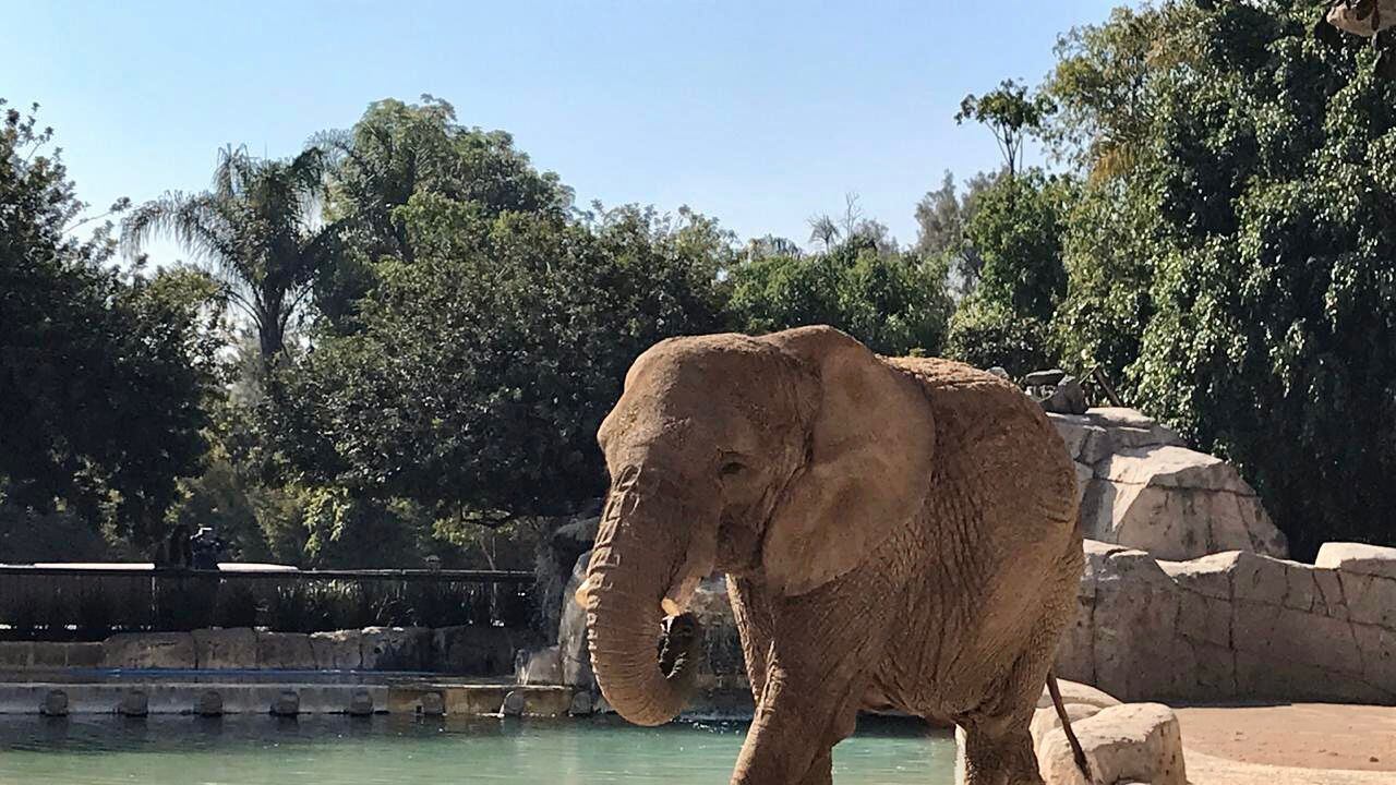 Ely, elefanta africana del Zoológico de San Juan de Aragón.