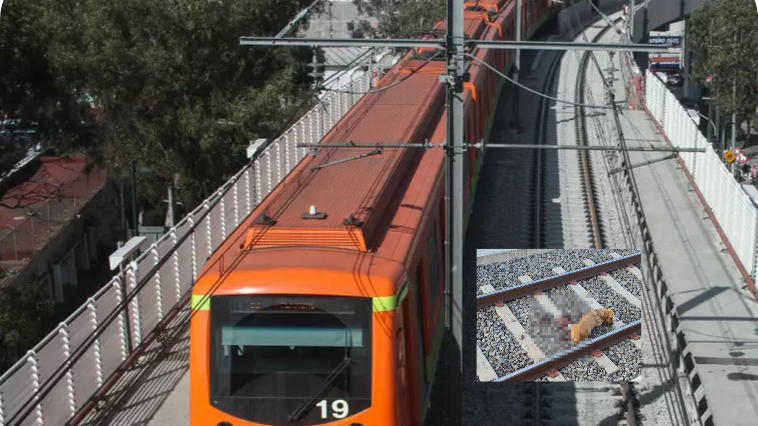 Perro Línea 12 Metro