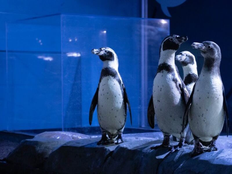 El acuario Michin ha optado por ofrecer más que solo actividades de avistamiento, pues busca renovar la manera de aprender y cuidar del mar a través de la interacción con sus especies.