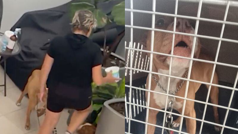 Rescatan a perras pitbull maltratadas en colonia Del Valle