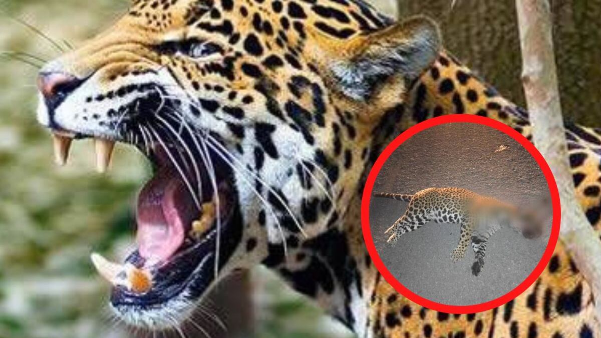 Atropellan a Jaguar en Tulum; responsable se da a la fuga