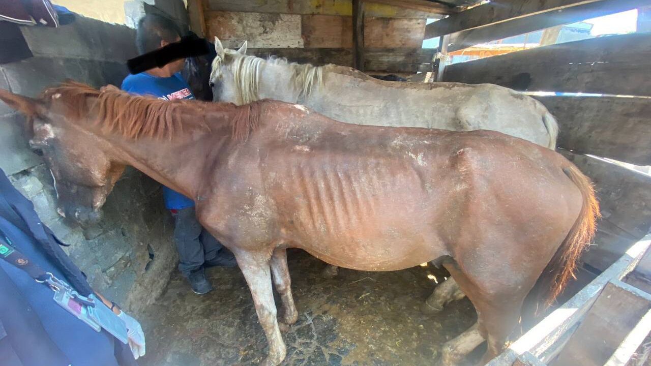 Los equinos mostraban una evidente desnutrición.