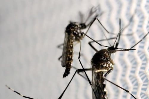¿Cómo diferenciar los síntomas de dengue y malaria?