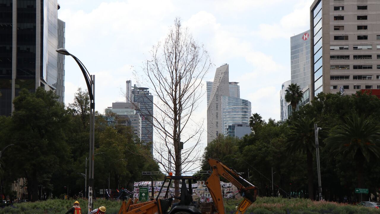 Ahuehuete de Reforma recibe tratamiento para fortalecer raíces ...