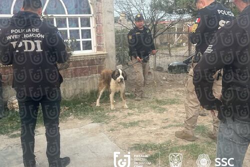 Agencia de Investigación del Maltrato Animal ha rescatado a 222 perros y gatos en CDMX