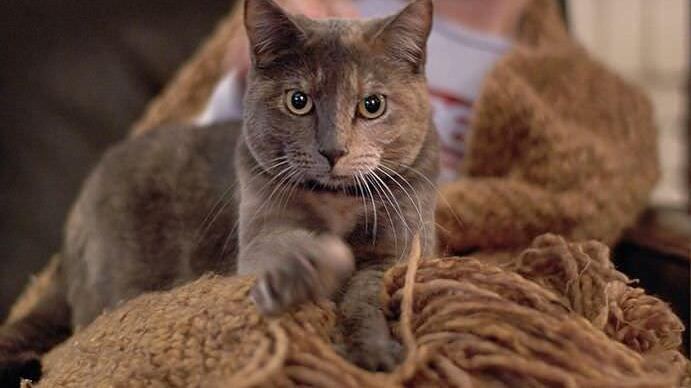 Es un acto invaluable en un gatito