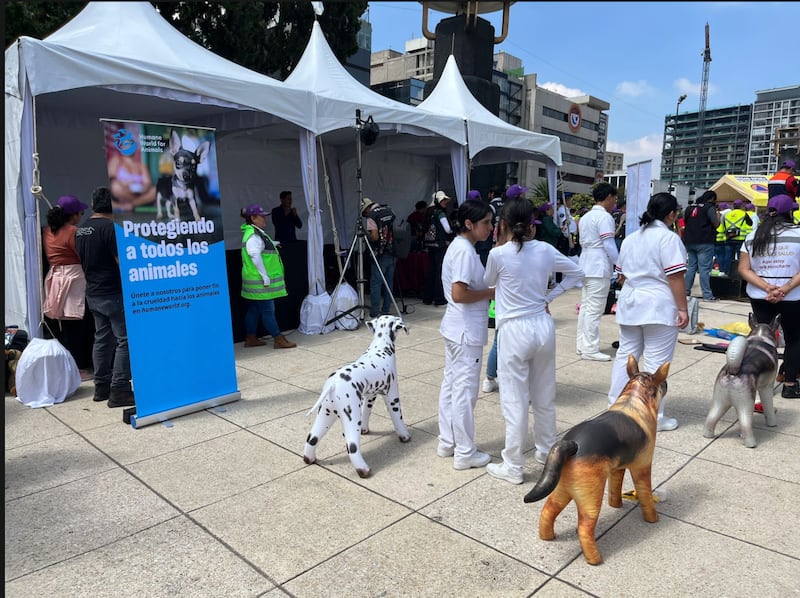 Taller primeros auxilios mascotas