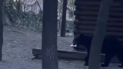 La presencia de osos en Monterrey y su área metropolitana es cada vez más frecuente.