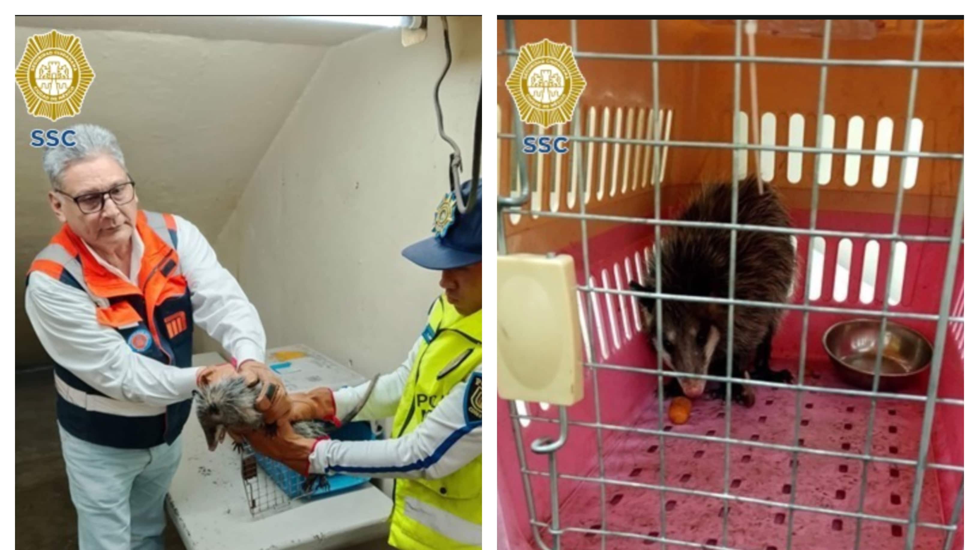 Tlacuache viaje en Metro