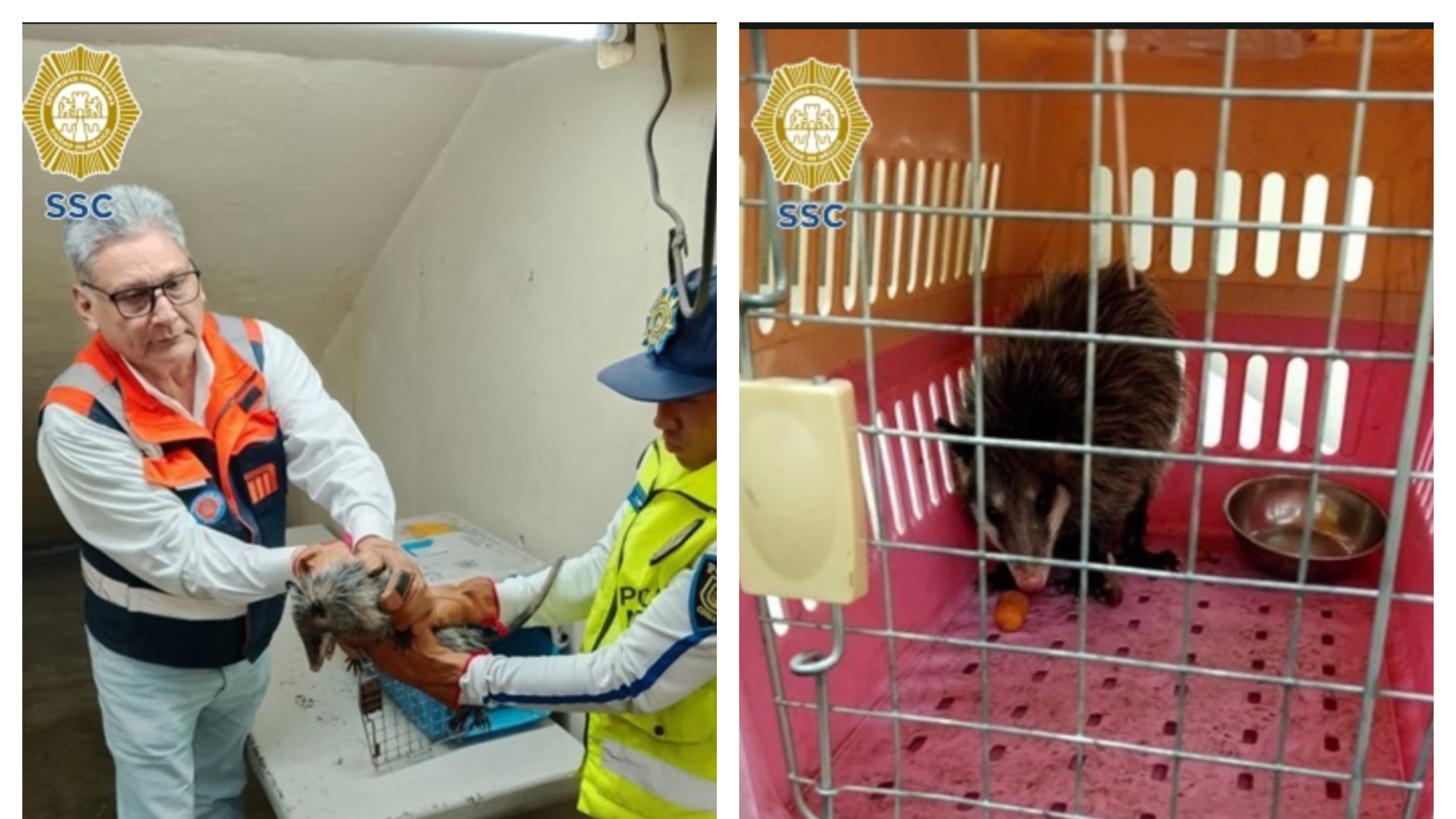 Tlacuache viaje en Metro