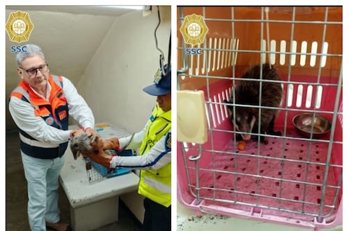 Tlacuache que venció al caos del Metro: único pasajero que logró viajar sin empujones