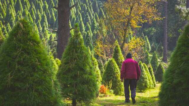 Árbol de Navidad CDMX