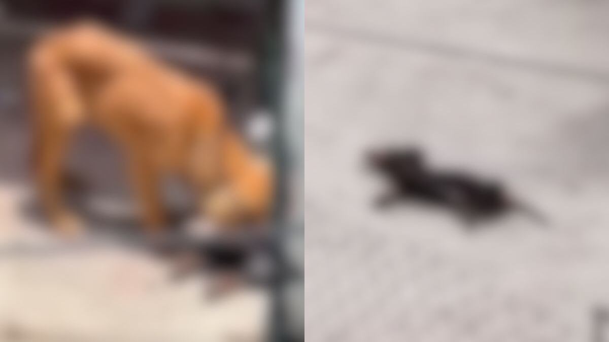 perro-lomitos-maltrato-animal-edomex