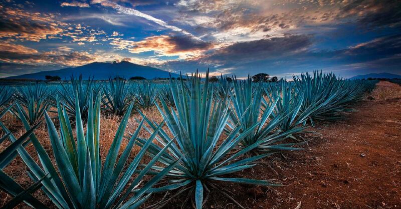 Día Internacional del Tequila