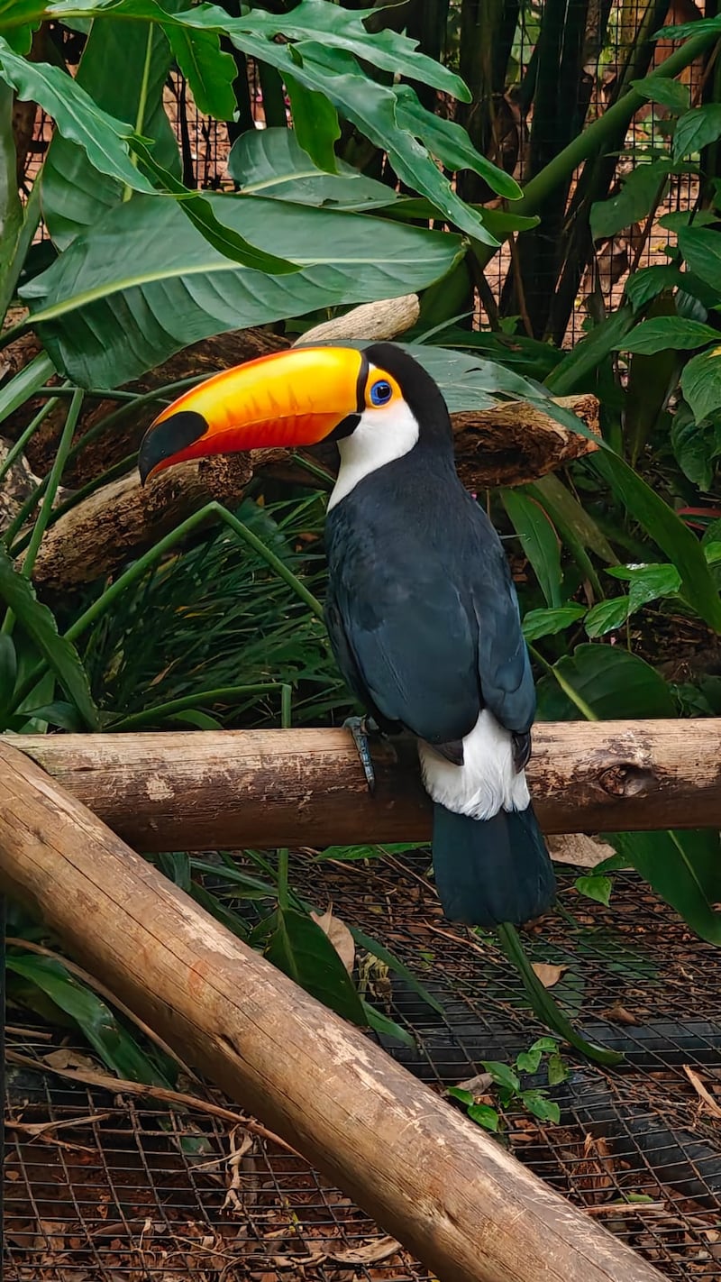 Te contamos cómo llegar a las Cataratas de Iguazú y cuáles son las experiencias imperdibles para aprovechar al máximo una escapada corta llena de naturaleza y emoción