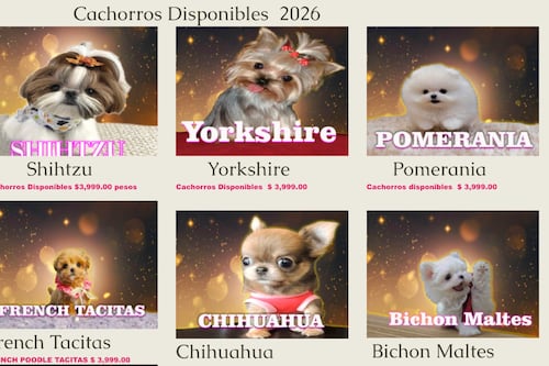 Venta de cachorros en redes será prohibido en CDMX; alertan explotación y abandono