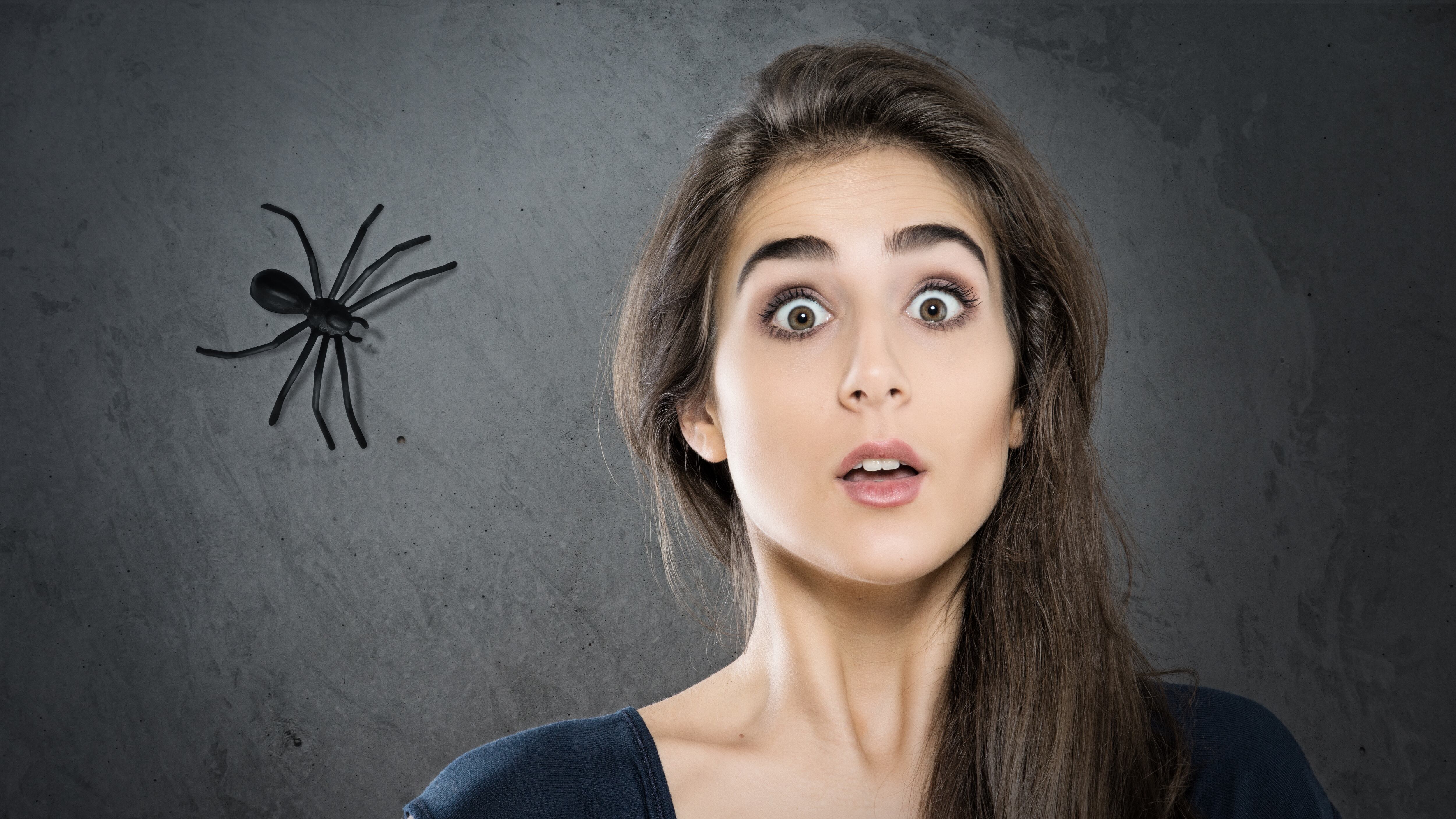 La araña violinista o de Rincón es más peligrosa que la viuda negra.