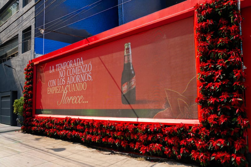 Cientos de nochebuenas naturales cubren un muro en Ámsterdam 107 para marcar el inicio de la temporada festiva