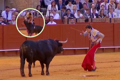 Cornada brutal a torero le provoca herida de 35 centímetros que sacude a la tauromaquia: Video