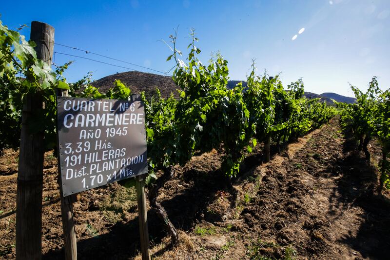vinos chilenos