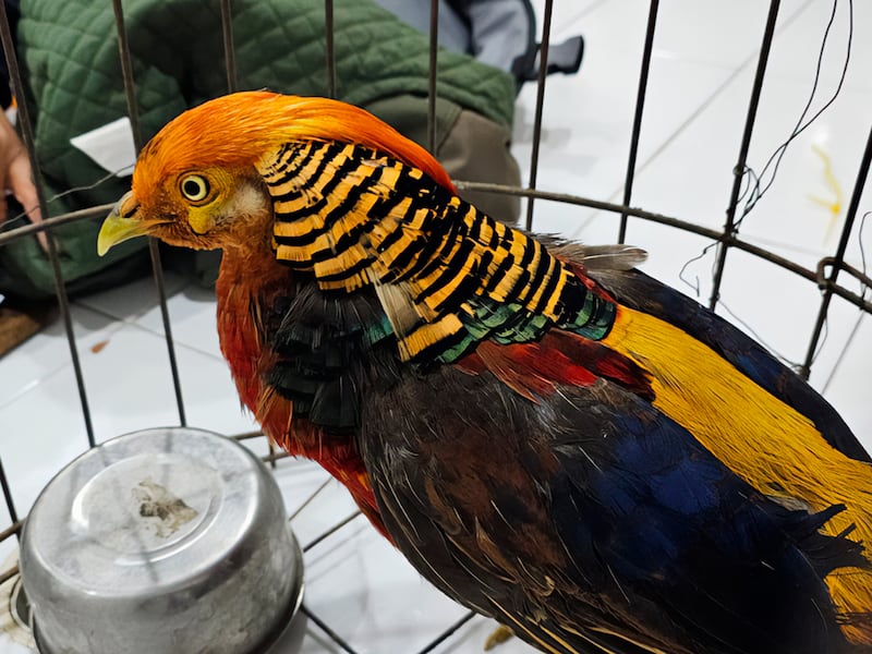 ¿Qué pasó con los animales rescatados tras operativos contra huachicol en Edomex y Querétaro?