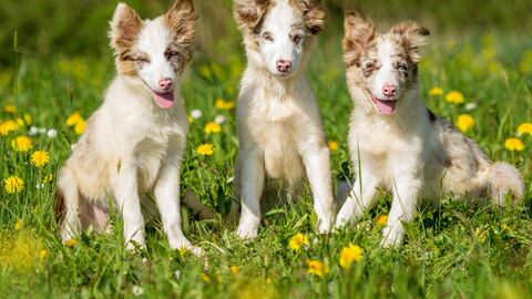 Proteger a las mascotas de las altas temperaturas.