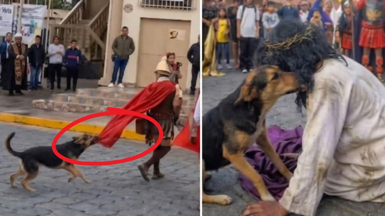 Perro defiende a Jesús en pleno Viacrucis